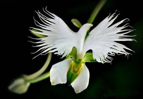 C:\Users\Home\Downloads\original-flowers_look_like_something_else_17.jpg